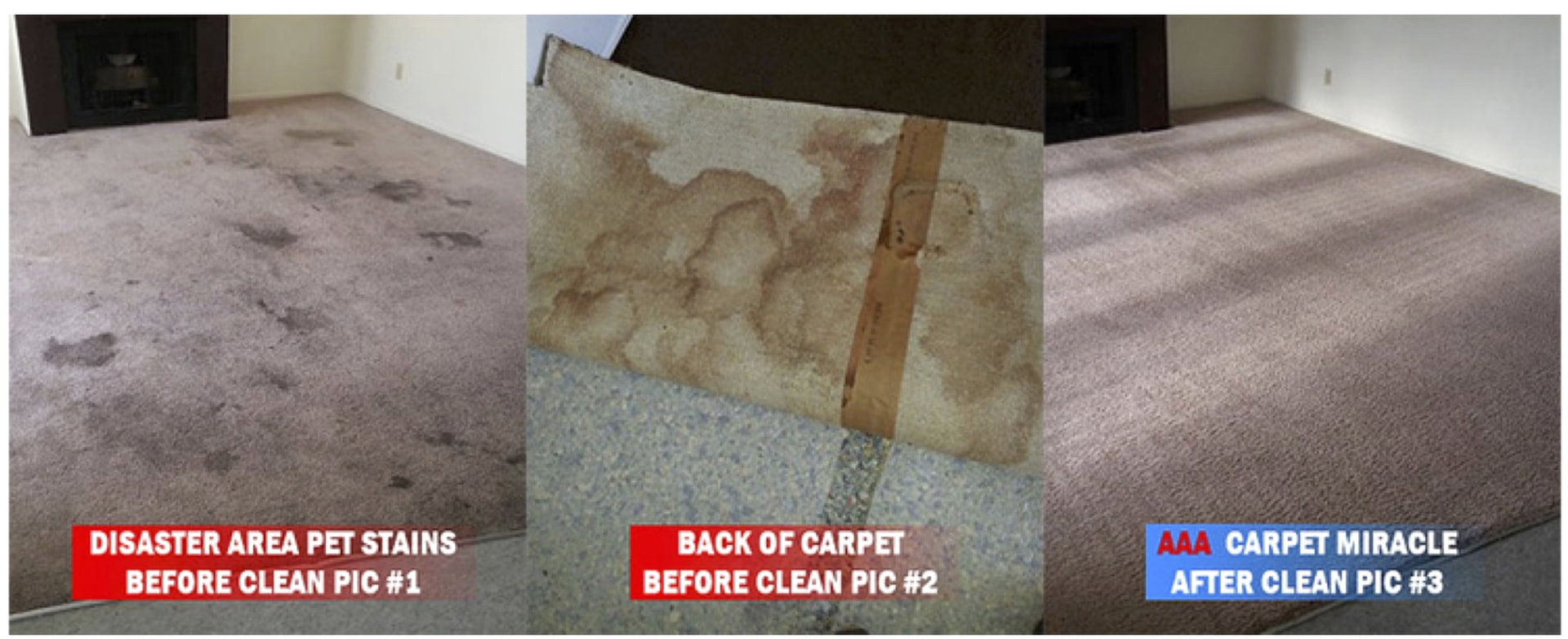 Before and after pet stain removal by AAA Carpet Cleaning: disaster area pet stains before clean, back of carpet showing urine damage, and AAA carpet miracle after clean
